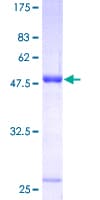 Human UCHL1 / PGP9.5 Protein (Recombinant GST)