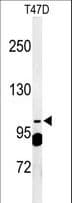 SEC24A Antibody (aa636-663)
