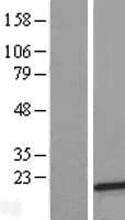 C10orf35 Protein (Over-Expression Lysate Myc-DDK (Flag))