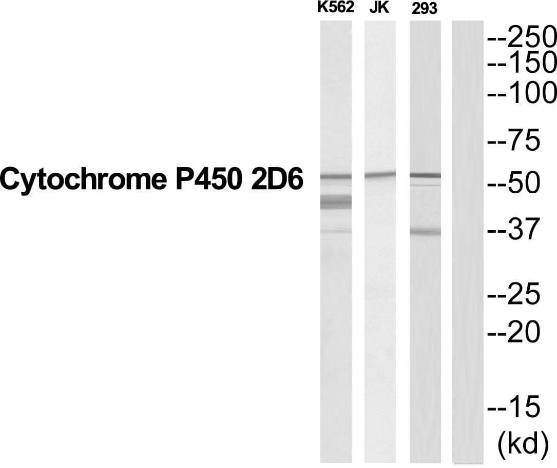 CYP2D6 Antibody
