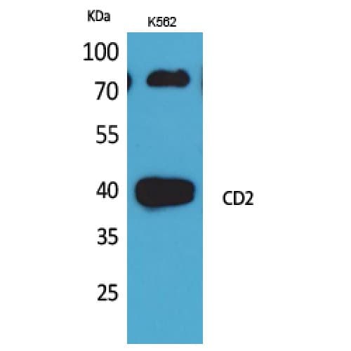CD2 Antibody (31-80 aa, N-terminal)