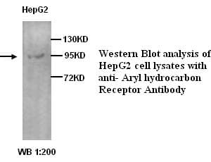 Polyclonal Rabbit anti-Human AHR Antibody (WB)
