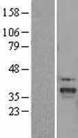 SLC25A22 / GC1 Protein (Over-Expression Lysate Myc-DDK (Flag))