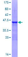 Human TAF13 Protein (Recombinant GST)