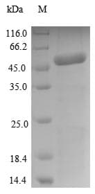Arabidopsis thaliana PCMP-H63 Protein (Recombinant 10His, N-terminus + Myc, C-terminus)