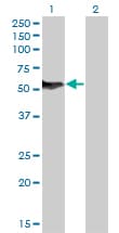 NFIB Antibody (clone 2D6)