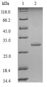 Human LAG3 Protein (Recombinant GST-6His, N-terminus)