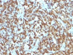 CD45RO Antibody (clone SPM125)
