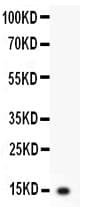 IL3 Antibody (aa28-166)