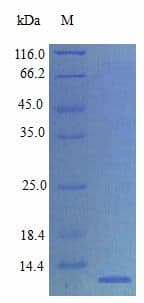 Rat BRAK / CXCL14 Protein (Recombinant)