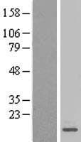 MRPL27 Protein (Over-Expression Lysate Myc-DDK (Flag))
