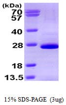 Human SOX2 Protein (Recombinant His)