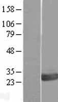 OVCA2 Protein (Over-Expression Lysate Myc-DDK (Flag))