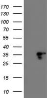 LENG1 Antibody (clone OTI1C6)
