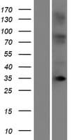 Human OR10T2 Protein (Over-Expression Lysate Myc-DDK (Flag))
