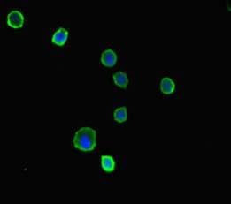 PRKAA2 / AMPK Alpha 2 Antibody