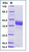 Human CD274 / B7-H1 / PD-L1 Protein (Recombinant)