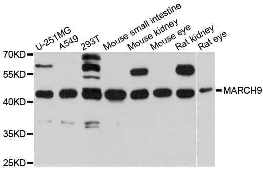 MARCH9 Antibody