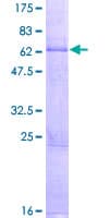 Human LAG3 Protein (Recombinant GST)