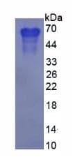 Human SPP1 / Osteopontin Protein (Recombinant)