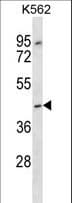 Polyclonal Rabbit anti-Human OR13F1 Antibody (aa244-272, WB)
