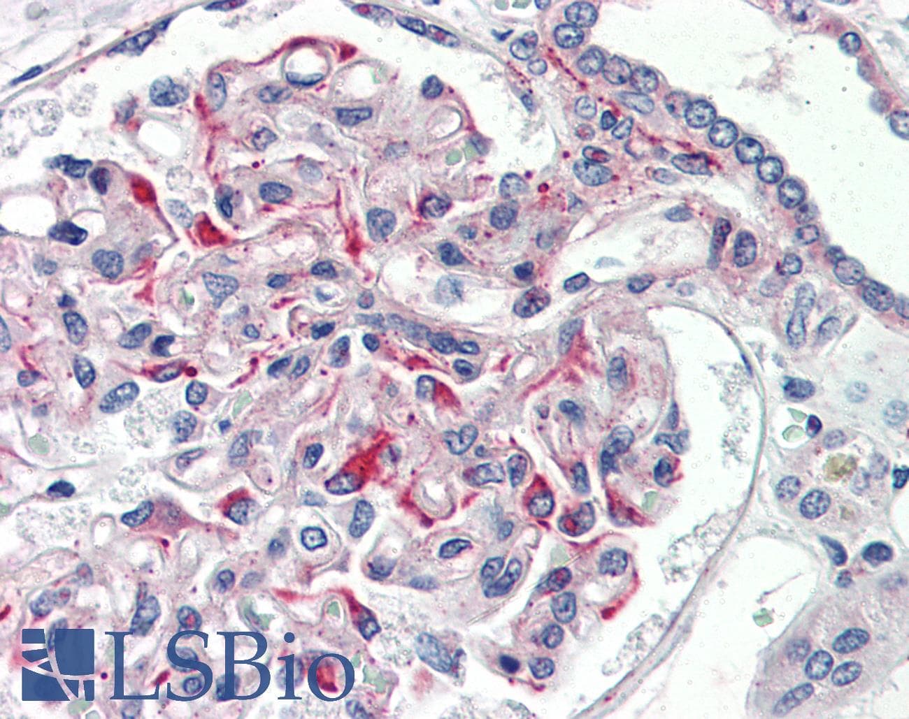 IHC-plus™ JAG1 / Jagged 1 Antibody (aa110-125)