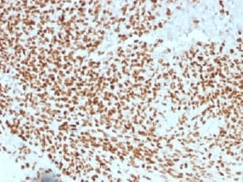 NKX2-2 Antibody (clone NX2/1523, Azide-free, BSA-free)