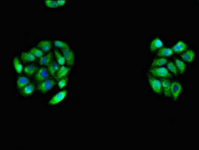 CDH11 / Cadherin 11 Antibody