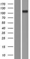Human CD101 Protein (Over-Expression Lysate Myc-DDK (Flag))