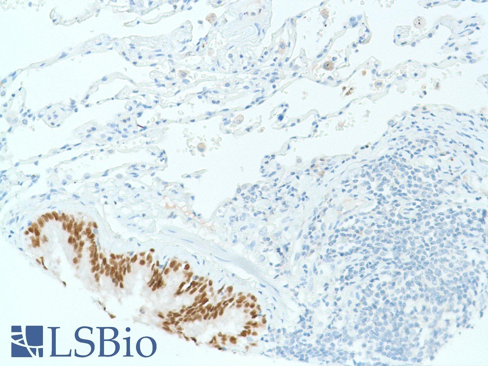 SOX2 Antibody (N-Terminus, clone SP76)