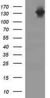 CD45 / LCA Antibody (clone OTI3F2)