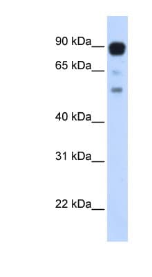 ZNF408 / PRDM17 Antibody (aa648-697)