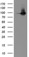 PECAM-1 / CD31 Antibody (clone OTI1D2)