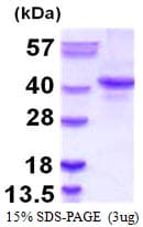 Human NANOG Protein (Recombinant)