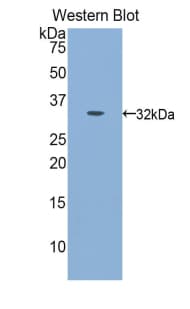 CAPN1 / Calpain 1 Antibody (aa75-343, Biotin)