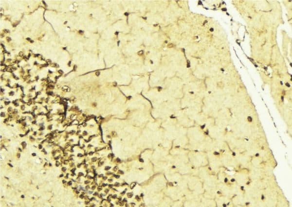 CCNH / Cyclin H Antibody (phospho-Thr315)