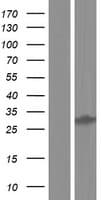 DHRS12 Protein (Over-Expression Lysate Myc-DDK (Flag))