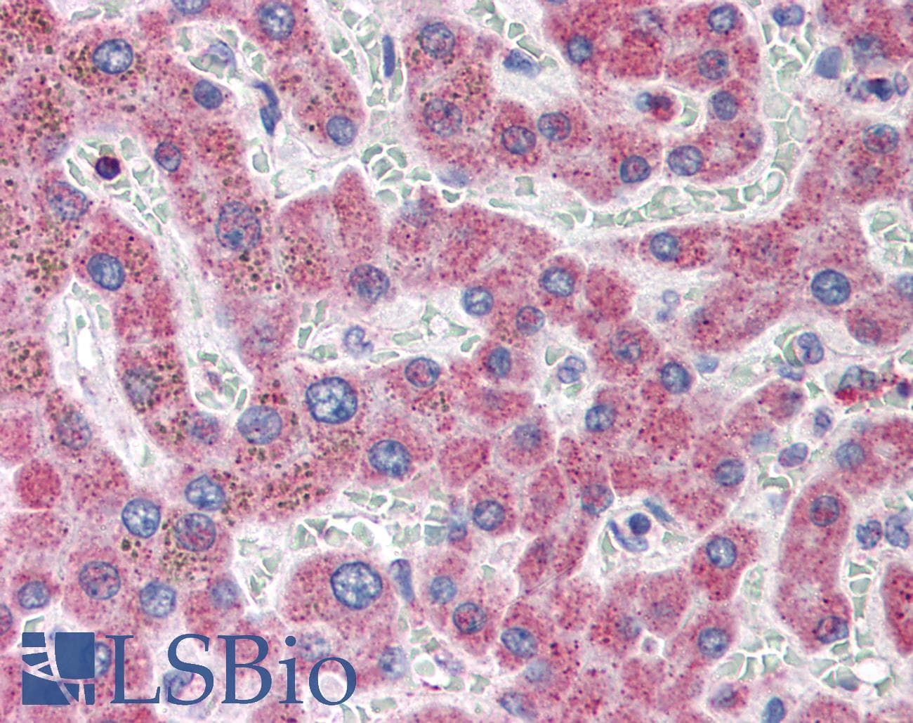 IHC-plus™ VDAC1 / PORIN Antibody