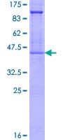 Human GYPA / CD235a / Glycophorin A Protein (Recombinant GST)