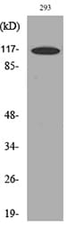 Polyclonal Rabbit anti-Human ATP2A2 / SERCA2 Antibody (WB)