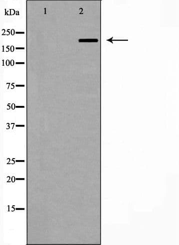 TJP1 / ZO-1 Antibody