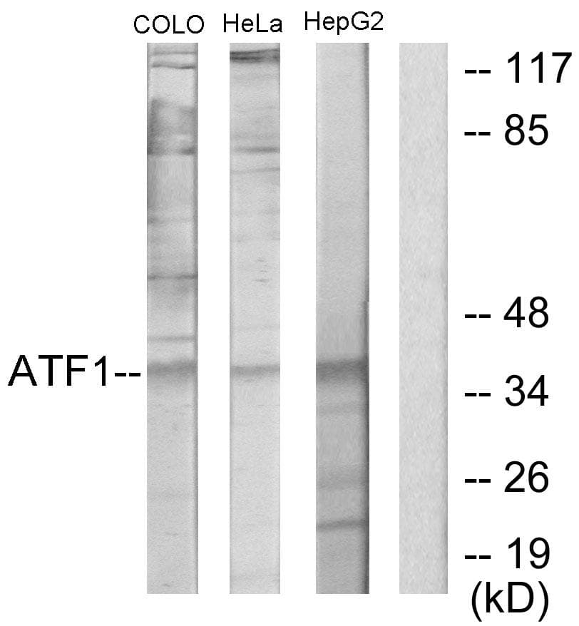 ATF1 Antibody
