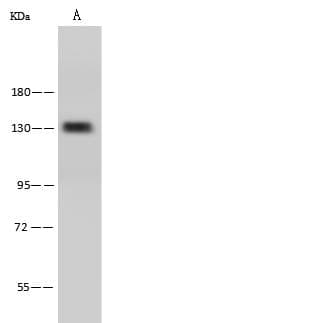 PECAM-1 / CD31 Antibody (Preservative Free)