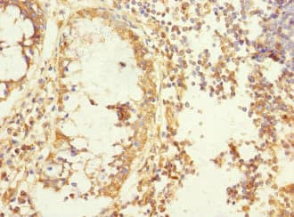 MEMO1 Antibody