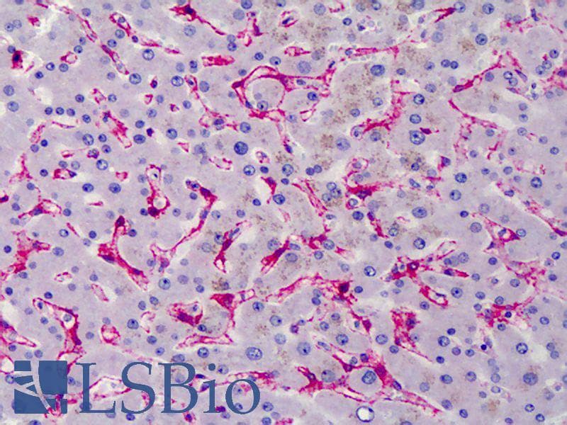 IHC-plus™ Monoclonal Mouse anti-Chicken CAV1 / Caveolin 1 Antibody (IHC, IF, WB)