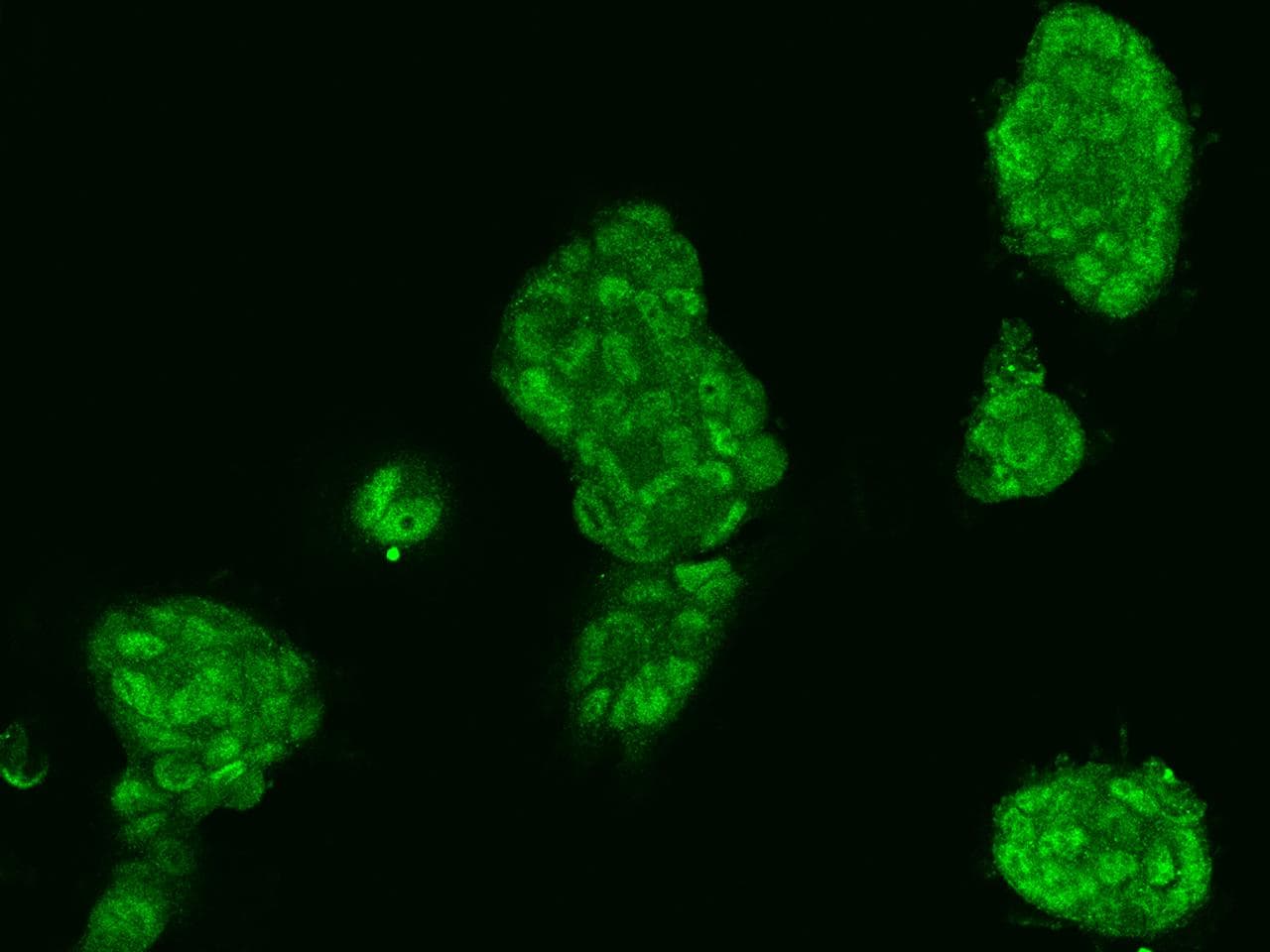 MCTP2 Antibody