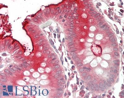 IHC-plus™ CEACAM7 Antibody (aa112-140)