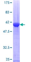 Human PRDX4 / Peroxiredoxin 4 Protein (Recombinant GST)