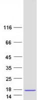 Human GLRX / Glutaredoxin Protein (Recombinant Myc-DDK (Flag))