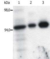 SYN / FYN Antibody (clone FYN-01)